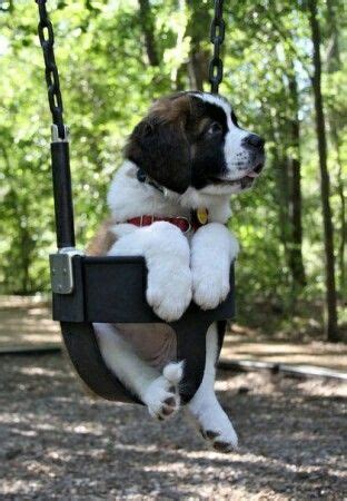 Trusted by 875,000 owners · 100 years of experience I miss my dog so much he is a saint bernard and this ...
