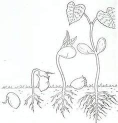 Bean plant coloring page printable. Lima Bean Sequence Coloring Page | myGardenAnswers ...