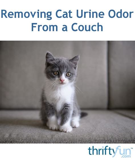 Cat urine that seeps through the carpet into the padding and down to the floor beneath can give your home an unpleasant aroma and bad look. Removing Cat Urine Odor from a Couch | ThriftyFun
