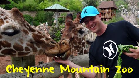 Maybe you would like to learn more about one of these? Meet the Giraffes: Cheyenne Mountain Zoo - YouTube