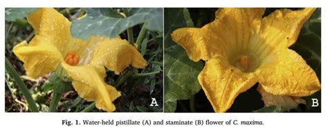 Normally the crop would be planted along. Sprinkler irrigation May Interfere with Pollination of ...