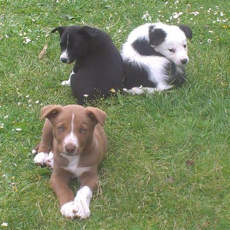 These puppies are truly amazing puppies. BORDER COLLIE PUPPIES FOR SALE | Brecon, Powys | Pets4Homes