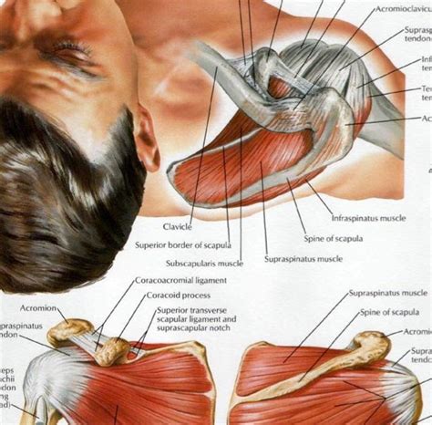 Watch the whole lecture (all 8 videos) by. Striated Shoulder/Neck Muscles In Humans : Upper Back Pain ...