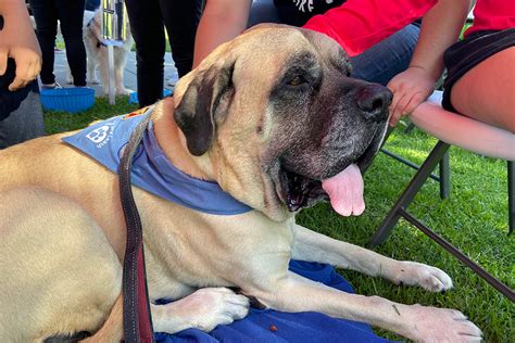 English Mastiff Recovers from Stomach Rupture, Pneumonia ...