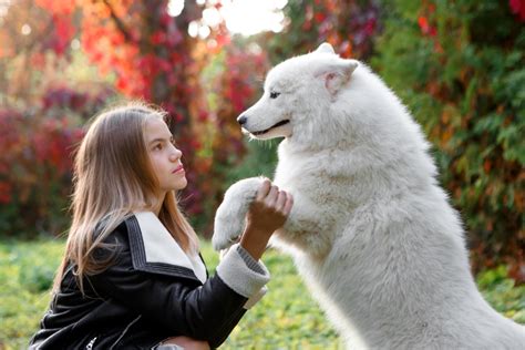 Barking, aggression, pulling on lead. Why should you enroll your pet for puppy training in Brisbane?