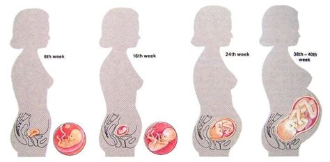 Time when children develop inside the mother's body before birth. Health Tips Disease: The pregnant Body