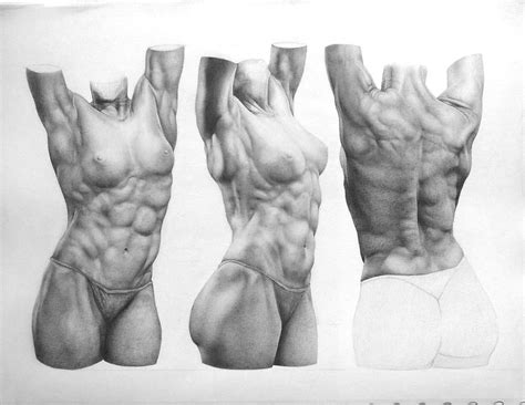 Female back muscle anatomy female torso muscles anatomy male. Carlos Wolfgram - anatomy study, female torso