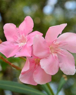 A beauty of a plant, dwarf oleander 'petite pink' is hardy, compact, and blooms on and off all year, more in warmer months. Nerium oleander 'Petite Pink', Dwarf Oleander | PlantVine