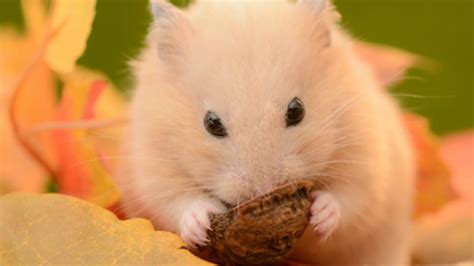 Facts about dwarfs, syrians and other hamsters! Hamster Facts Sheet : 25 Fun Facts About Hamsters Petco ...