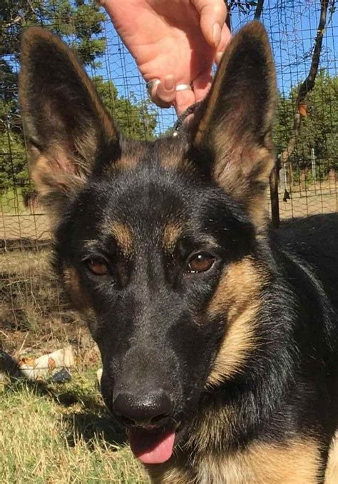 Texas shepherds sits on 12 acres and is located 20 miles east of dallas. German Shepherd Rescue San Antonio Texas | PETSIDI