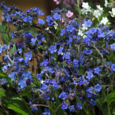 Maybe you would like to learn more about one of these? Forget Me Knot Cynoglossum amiable : Michigan Flower ...