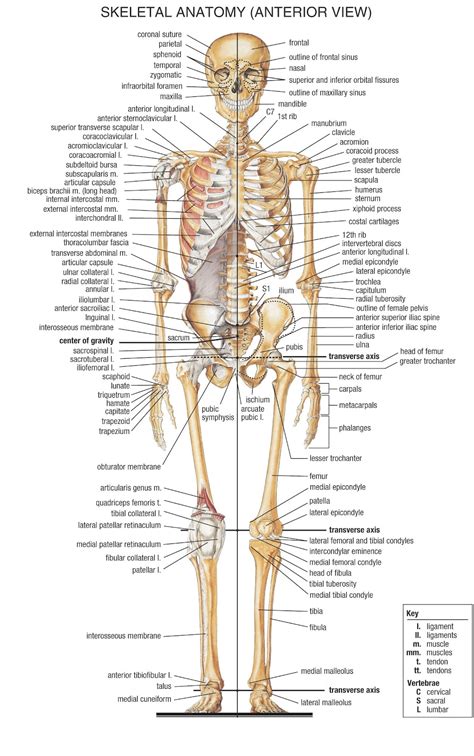 Luckily, bones are a little more reliable. Human skeleton | Dr.SmaurMedicine