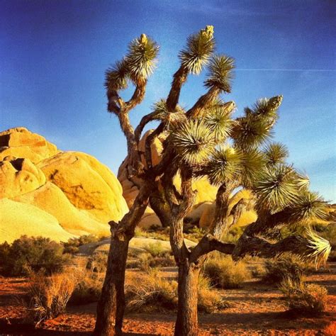 Check spelling or type a new query. Joshua Tree National Park - many fantastic hikes and giant ...