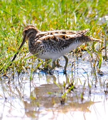 It's getting hot out there! Common Snipe