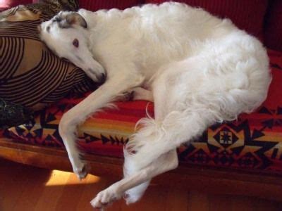 Reserve your borzoi puppy now! borzois | Borzoi, Dogs, Animals