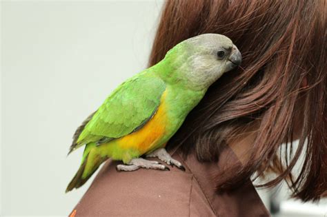 Urgent appel à témoin idf : Marne : appel à témoin après le vol d'un perroquet