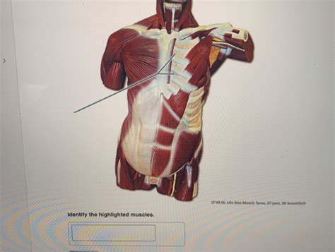 This online quiz is called upper torso superficial muscles muscles, superficial muscles. Muscles Of Torso / Upper Body Muscle Groups Body Training ...