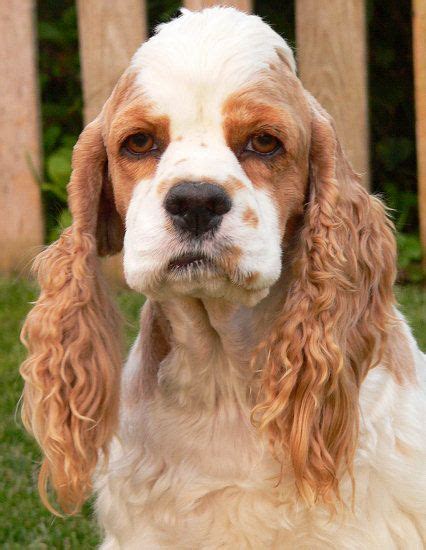 I really lucked out when i got him, through out local humane society. Cocker Spaniel Puppies For Sale Near Me Ohio