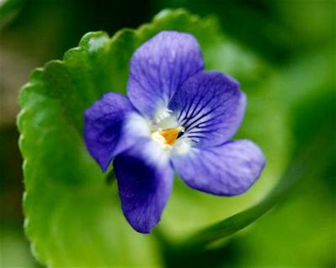 The state flower of new jersey was originally designated as such by a resolution of the legislature in 1913. New Jersey State Flower - Violet