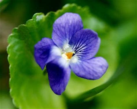 It produces two different types of flowers at two different times of year. New Jersey State Flower - Violet