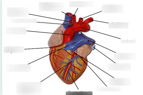 The coronary artery and the circumflex artery are responsible for delivering oxygenated blood to the heart and break up into several branches in the heart region. Anatomy Of Heart Quizlet