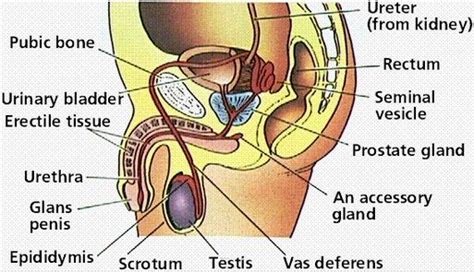 The parts of human body structure are called body parts. Human Male Reproductive System |Genetic Engineering Info