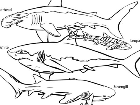 The most common bed coloring page material is microfiber. Kelp Forest Drawing at GetDrawings | Free download