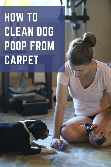 If the diarrhoea dries onto your carpet, it will require a more vigorous cleaning regimen. How to Clean Dog Poop from Carpet | HomeViable