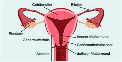 Apa itu penyakit sistem integumen? Servikale kanker: anatomie, oorsake, simptome, terapie