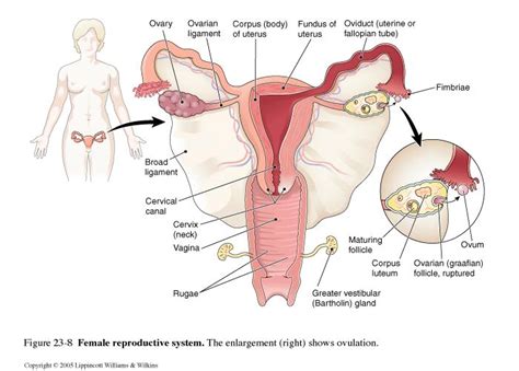 Also follow up with your primary care physician. Image result for female reproductive system pictures real ...