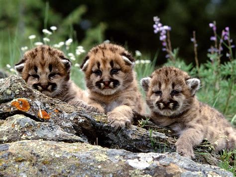 Последние твиты от puma (@puma). Baby pumas! : aww