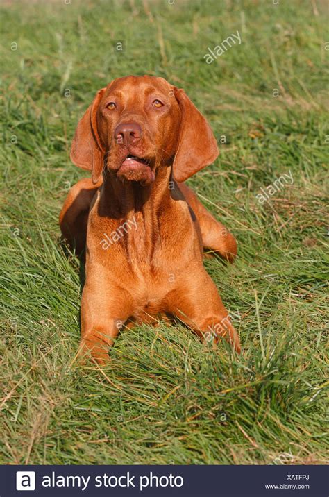 Weimaraner wirehaired vizsla vizsla dog hungarian vizsla most beautiful dogs purebred dogs dog lady cat wallpaper hunting dogs. Limer High Resolution Stock Photography and Images - Alamy