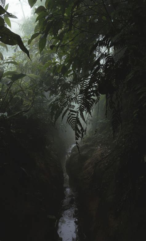 Download more premium stock photos on freepik. Rainforest Landscape | Nature aesthetic, Jungle ...