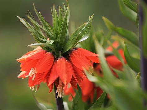 Maybe you would like to learn more about one of these? Blumen in Nachbars Garten Foto & Bild | pflanzen, pilze ...