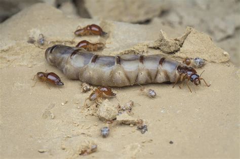 Pest control queen creek if you have pest control needs in queen creek, we are local and can get to you quick. Understanding the queen termite - Budget Brothers Termite