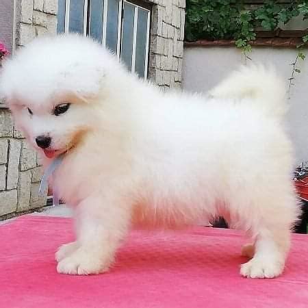 Adopting a kitten or adopting. Samoyed, SAMOYED WHITE PUPPIES AKC, Dogs, for Sale, Price