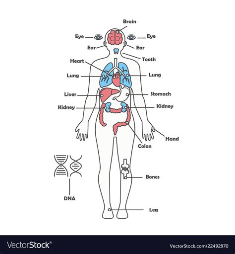 However, there is no universally standard definition of what constitutes an organ, and some tissue groups' status as one is debated. Diagram Of Human Body Organs - exatin.info