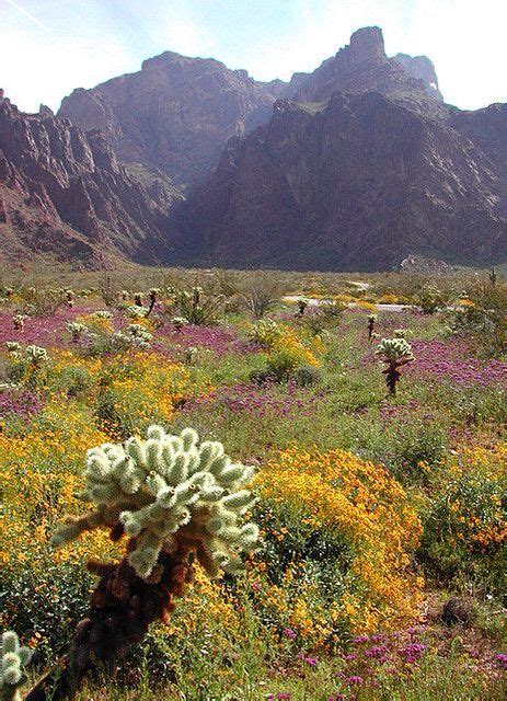 Maybe you would like to learn more about one of these? Desert Wildflowers & Cholla Cactus near Yuma | Landscape ...