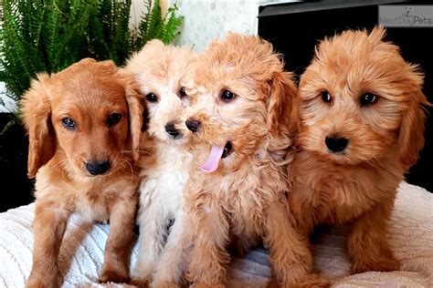 They came into popularity in the 1990s when american and australian breeders began crossing standard poodles with golden retrievers in earnest, attempting to create a hypoallergenic. Mini Golden: Goldendoodle puppy for sale near Madison ...