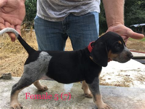 Small breed dogs have become very popular over the years because of the love, energy, and sense of companionship they have to offer when families bring them address: Bluetick Coonhound Puppies For Sale | Clermont, GA #241903