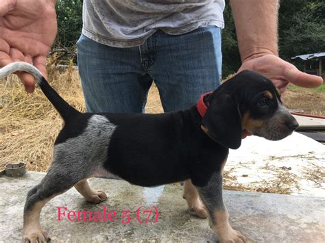 Click here to be notified when new bluetick coonhound puppies are listed. Bluetick Coonhound Puppies For Sale | Clermont, GA #241903