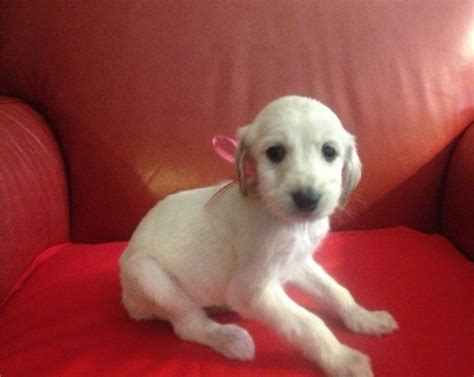 Male afghan puppies available to suitable loving family homes.vaccinated, microchip and dna tested ( parentage ). Afghan Hound puppies