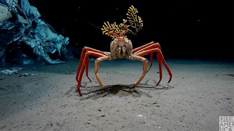 The japanese spider crab, macrocheira kaempferi, is the largest known arthropod; Spider Crab GIFs - Find & Share on GIPHY