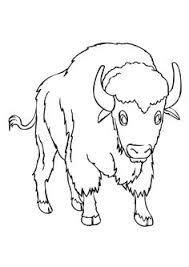19high x 17wide x 7deep 49cm x 43cm x 18cm. Image result for isolated buffalo head | Coloring pages ...