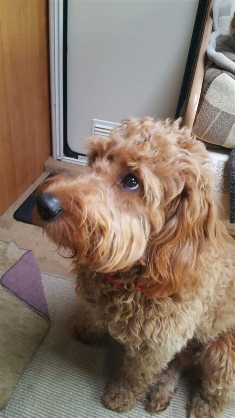 Instructions in a large bowl, melt butter and peanut butter, then mix well. Poodle Doodle Keto - Coat types, generations, sizes ...