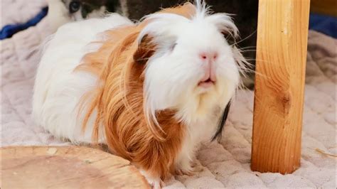 A phase iii trial, in case you are not familiar, involves administering an experimental vaccine to tens of thousands of human guinea pigs. New Guinea Pig Update | Bonding with Lulu? - YouTube