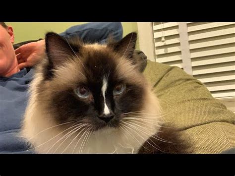 We did not find results for: Ragdoll Cat Charlie Making Biscuits (Kneading) - YouTube