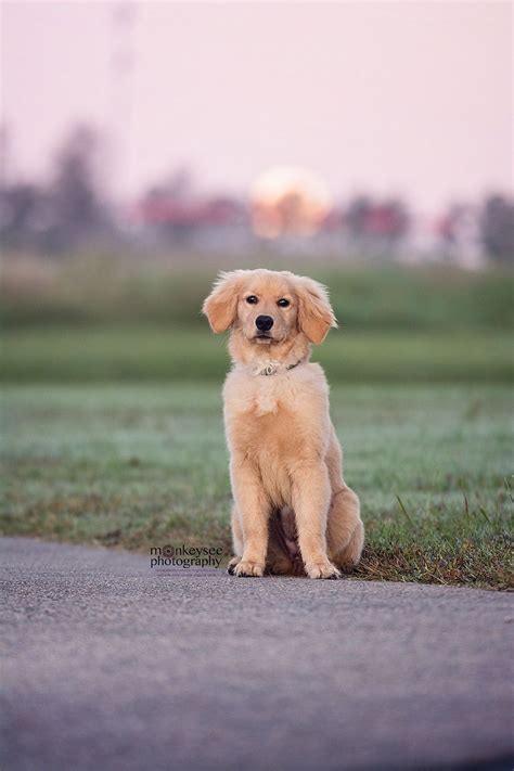 Golden retriever breeders in north carolina. Golden Retriever Puppies Raleigh Nc