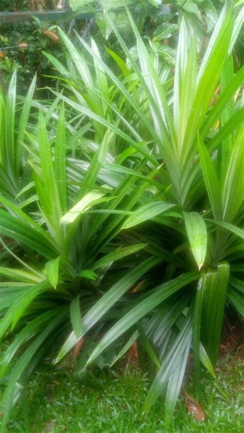 Harga triplek hpl per lembar dan per meter. Jual Daun pandan wangi harga per 1 lembar daun pandan di ...