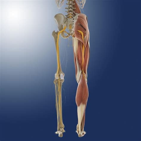 Together with the upper leg, it lower leg. Lower body anatomy, artwork Photograph by Science Photo Library